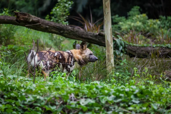 African painted Wild dog — Stock Photo, Image