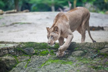 Lioness Panthera leo walking in Zoo clipart
