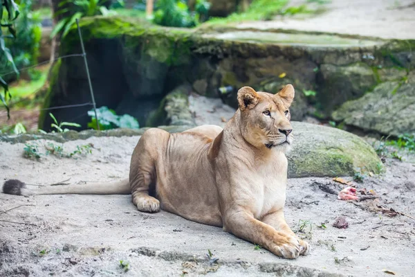 Vrouwelijke leeuw, Leeuwin op de grond — Stockfoto