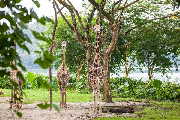Tres jirafas de pie —  Fotos de Stock
