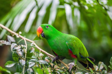 Dalda oturan yeşil eclectus papağanı