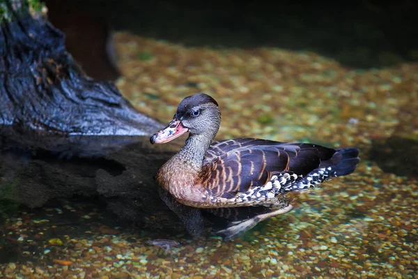 Amazing whistling duck swims on pond