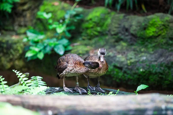 Två Vilda Anka Spelar Varandra Gröna Rock Bakgrund Zoo — Stockfoto