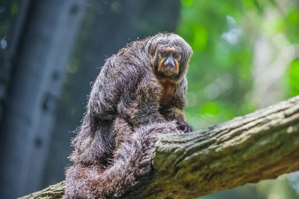 Brown Monkey Saki Sad Eyes Sitting Branch Zoo — Stock Photo, Image