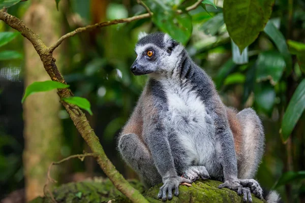 Hayvanat bahçesinde oturan halka Lemur catta kapatın