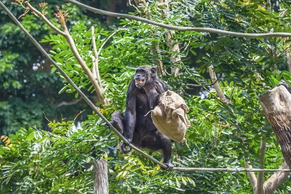 Chimpanzee Sitting Rope Bag Her Hand — Stock Photo, Image