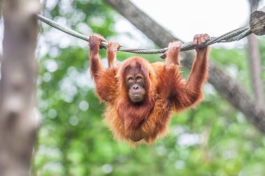 Genç Orangutan komik poz bir ipte sallanan ile