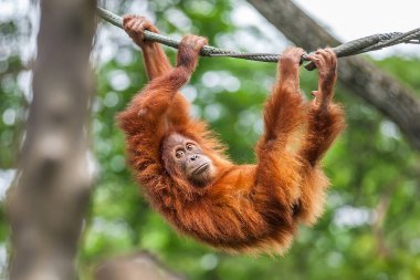 Genç Orangutan komik poz bir ipte sallanan ile