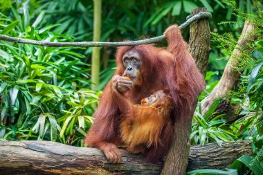 Meyve yeme üzerinde ellerini orangutan ve bebek anne