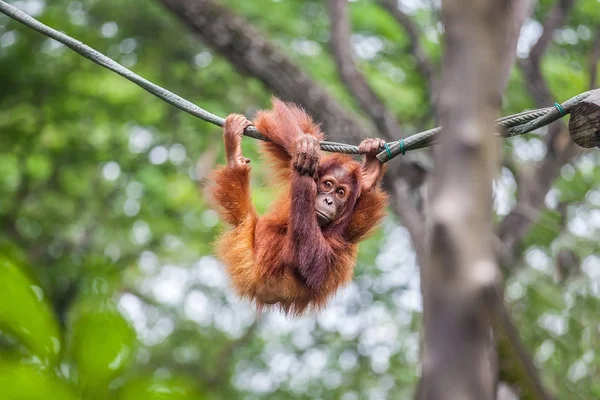 Genç Orangutan komik poz bir ipte sallanan ile