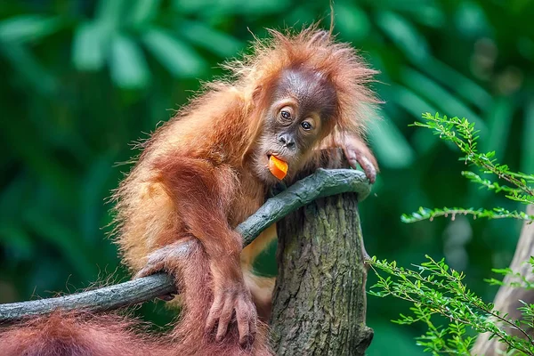 Funny Baby Orangutan Eating Fruit Zoo — Stock Photo, Image