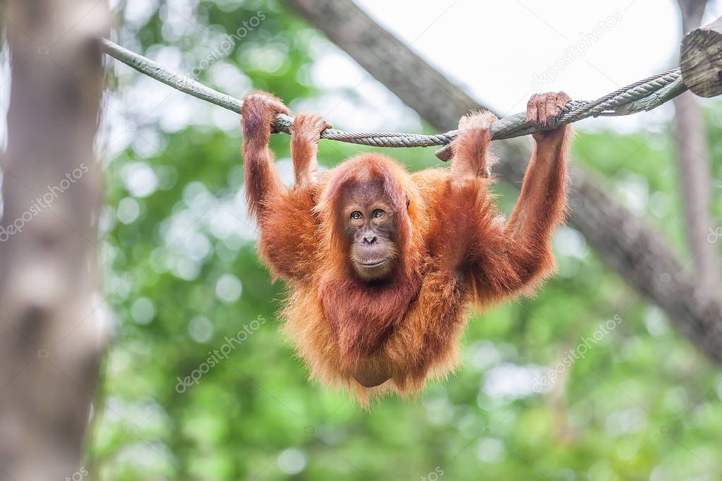 Young Orangutan with funny pose swinging on a rope