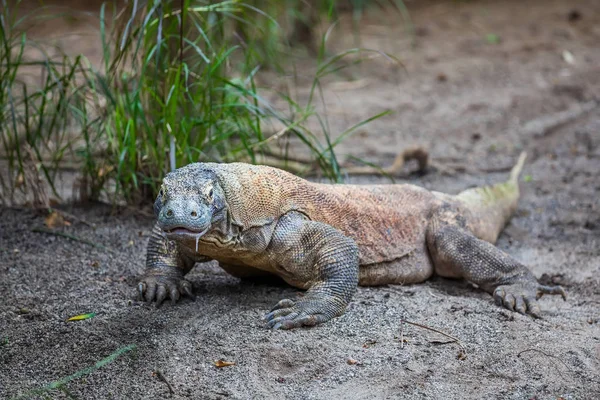 Δράκος Του Κομόντο Μεγαλύτερο Lizart Του Κόσμου Που Διαμένουν Στο — Φωτογραφία Αρχείου