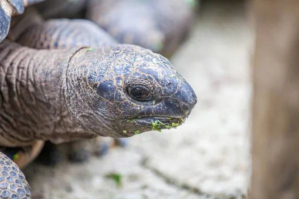 A yakın çekim bir galapagos kaplumbağası yüzü
