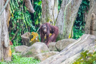 Taşlar üzerinde Borneo orangutan duruyor
