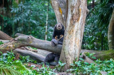 Bir ağaç üzerinde dinlenme Malaya Güneş ayı