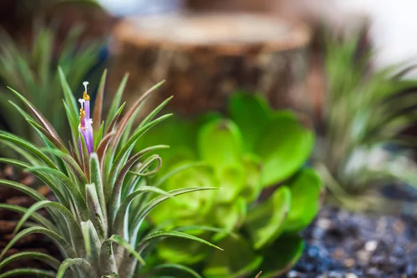 Close-up van mini succulente tuin — Stockfoto
