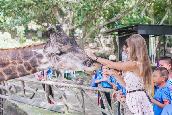 Mujer joven alimentando y cargando la jirafa en el zoológico abierto Khao Kheow —  Fotos de Stock