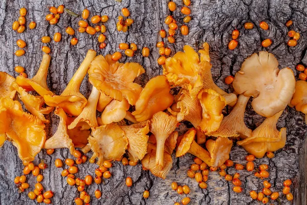 Chanterelles y espino cerval de mar sobre fondo de corteza de árbol — Foto de Stock