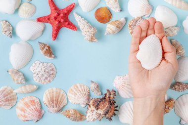 Kadınlar el farklı kabukları ve denizyıldızı ile mavi bir yaz arka plan üzerinde bir deniz kabuğu tutun