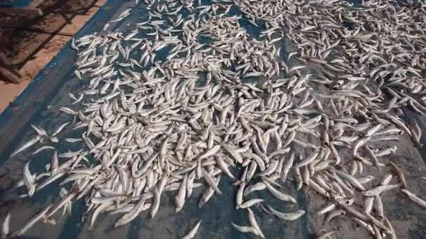 Vissers manden met rooster vol kleine droogvis aan de kust in Thailand — Stockvideo
