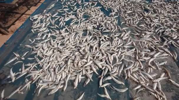 Fishing baskets with grid full of small drying fish on the sea coast in Thailand — Stock Video