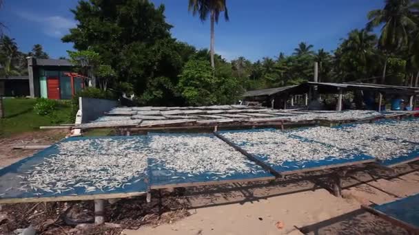 Fishing baskets with grid full of small drying fish on the sea coast in Thailand — Stock Video