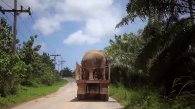 İki Asya Filler daha fazla ulaşım için kamyon ayakta