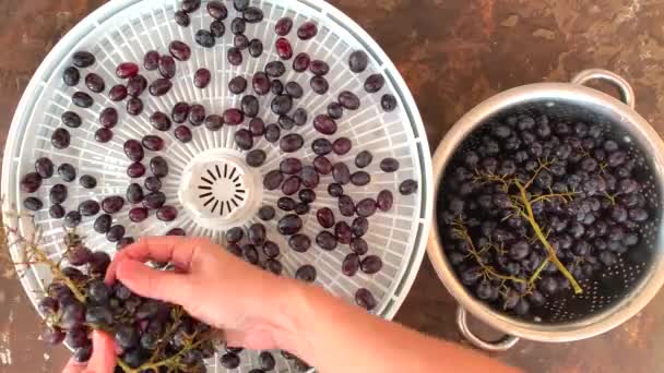 Frauenhände legen schwarze Trauben auf Obsttrockner-Geschirr. Zeitraffer statisch 4k — Stockvideo