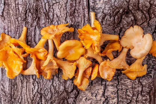 Chanterelles crudos frescos amarillos en el fondo natural de la corteza del árbol — Foto de Stock