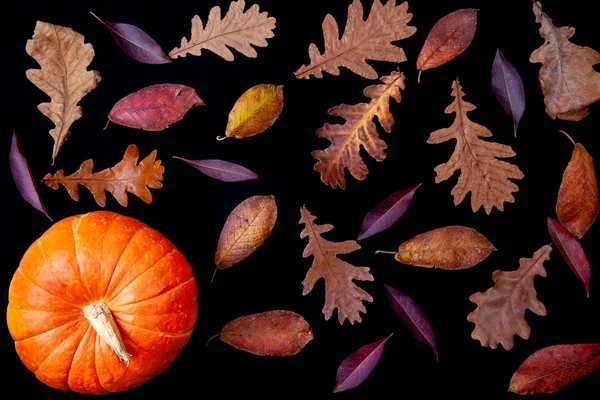 Modèle de citrouille orange avec des feuilles de chêne sur fond noir — Photo