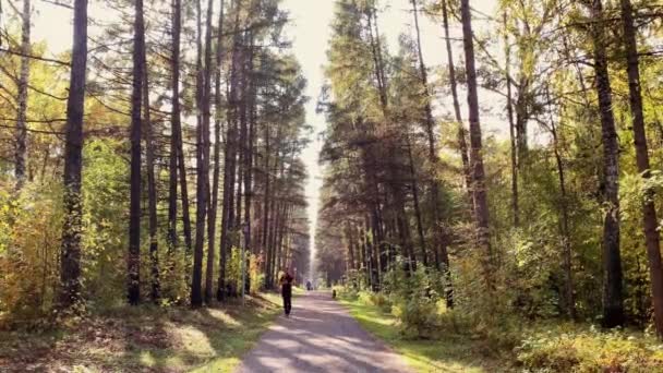 Hombre corriendo por carretera en el bosque de otoño — Vídeos de Stock