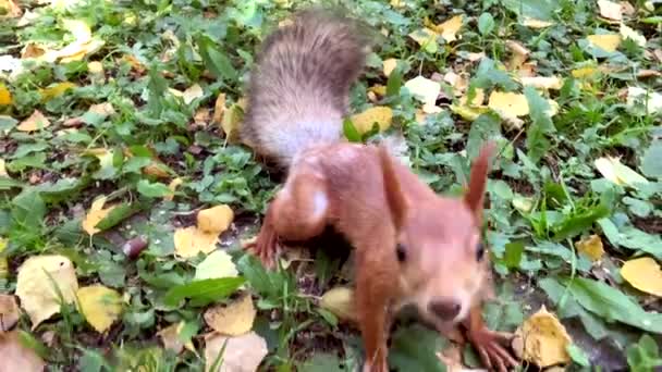 リスは、公共の公園で緑の草や秋の葉の上にカメラを見ます — ストック動画