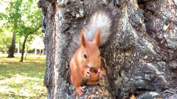 Close up of red squirrel eating the pecan nut sitting on the tree — Stock Video