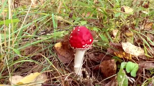 Zoom en primer plano de champiñones no comestibles seta amanita roja entre hojas de hierba — Vídeos de Stock