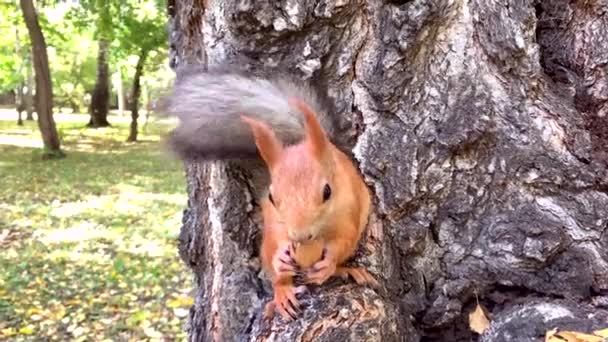 Bliska czerwonej wiewiórki jedzenia orzechów pecan siedzi na drzewie — Wideo stockowe