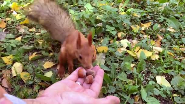 La ardilla pequeña roja toma la avellana de la mano. Hombre alimentando a la ardilla en el parque . — Vídeos de Stock