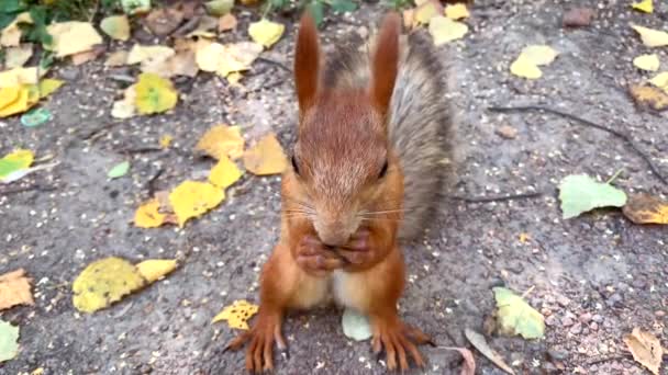 Primo piano di scoiattolo rosso che mangia nocciola in piedi a terra con fogliame autunnale — Video Stock