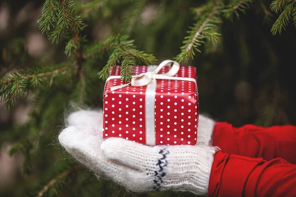 Close-up handen in gebreide wanten houden kerstcadeau op dennenboom achtergrond — Stockfoto