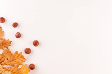 Sarı meşe yaprakları ve fındıklı sonbahar tarzı kopyalama alanı