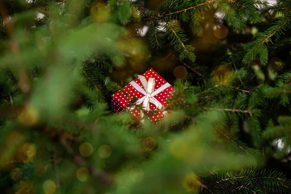 View through fir-tree branches on Christmas gift box. Concept of Xmas surprise. — Stock Photo, Image