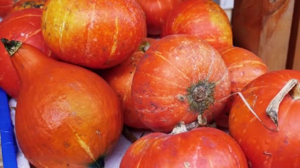 Der geerntete Haufen Bio-Bauernkürbisse bereit für das Halloween-Schnitzen — Stockvideo