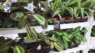 Assortment of potted plants on white shelves in floral shop in shopping mall