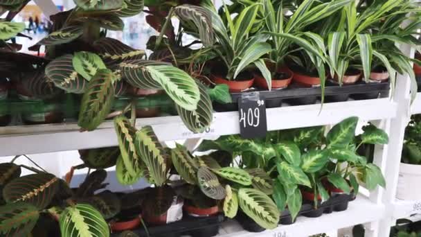 Surtido de plantas en macetas en estantes blancos en tienda de flores en el centro comercial — Vídeo de stock