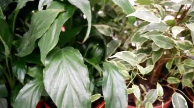 Alışveriş merkezindeki çiçekçide saksı bitkisi çeşitleri.