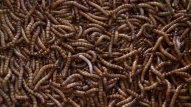 Kuş pazarında Kuşları, Balıkları ve diğer memelileri beslemek için sürüyle solucan var.