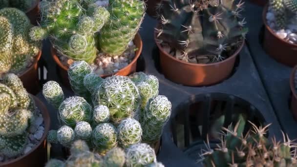 Molti piccoli cactus in vasetti stanno vendendo sul mercato dei fiori — Video Stock