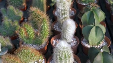 Saksıdaki Birçok Küçük Kaktüs Çiçek Pazarında Satılıyor
