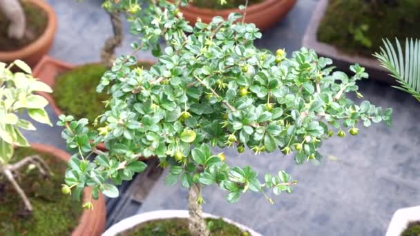 Pequeño árbol de bonsái con pequeños frutos creciendo en maceta — Vídeo de stock