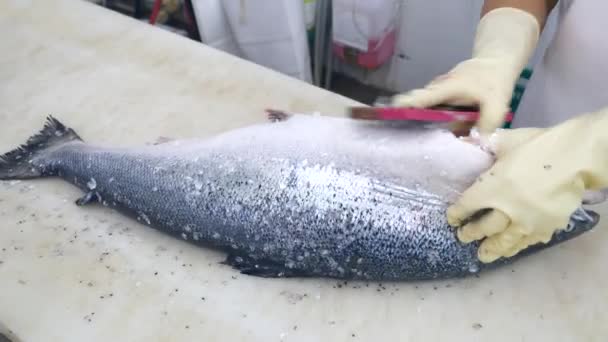 Gros plan sur les mains des travailleurs Nettoyez une énorme peau de saumon Outil de brosse spécial pour poissons en magasin — Video